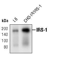 IRS1 Antibody in Western Blot (WB)