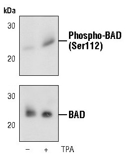 Phospho-BAD (Ser112) Antibody in Western Blot (WB)