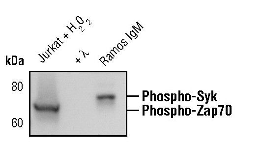 Phospho-ZAP70/Syk (Tyr319, Tyr352) Antibody in Western Blot (WB)