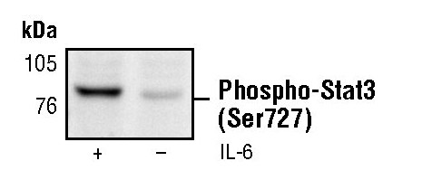 Phospho-STAT3 (Ser727) Antibody in Western Blot (WB)