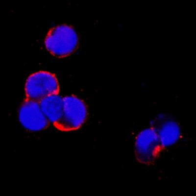 CD254 (RANK Ligand) Antibody in Immunocytochemistry (ICC/IF)