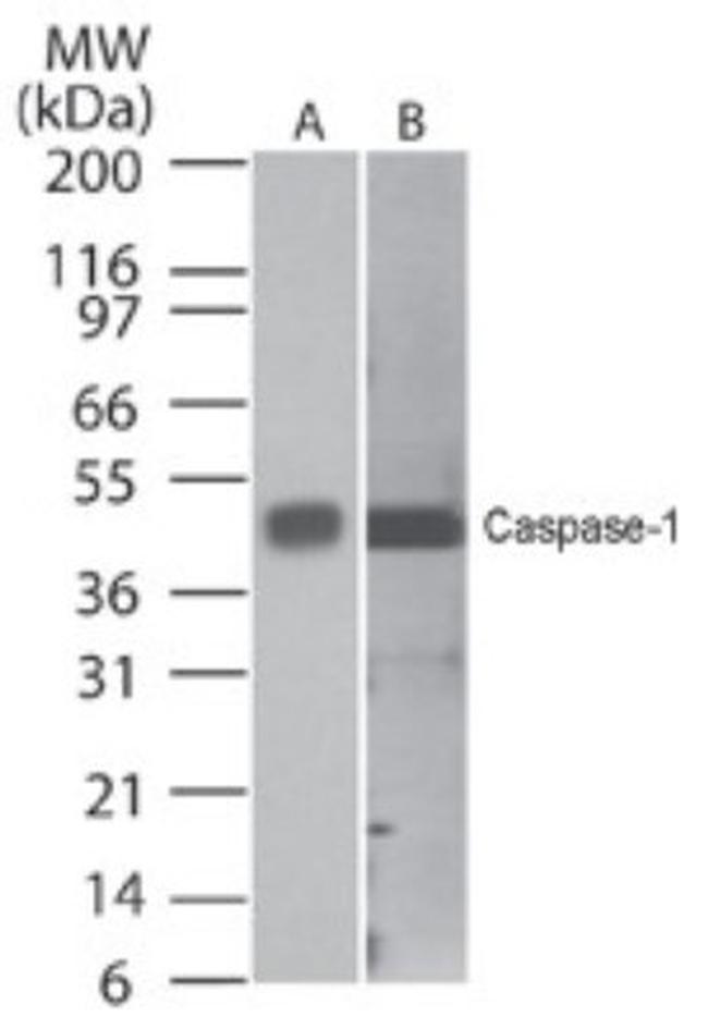 Caspase 1 Antibody in Western Blot (WB)