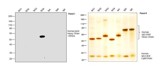 Human IgG4 Secondary Antibody in Western Blot (WB)