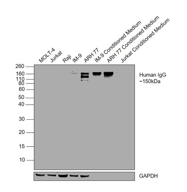 Human IgG (CH2 domain) Secondary Antibody in Western Blot (WB)