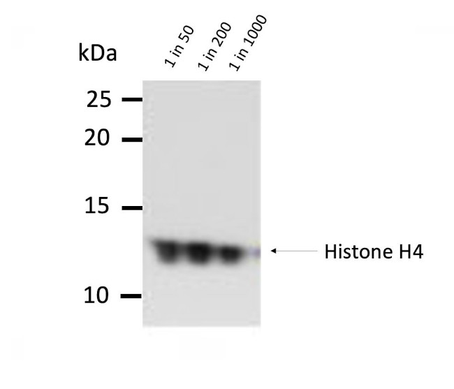 H4K20me1 Antibody in Western Blot (WB)