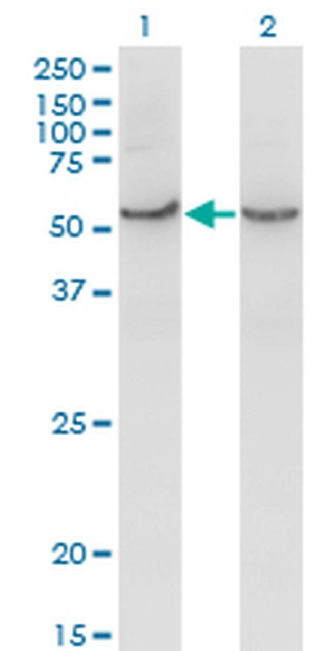 COX15 Antibody in Western Blot (WB)