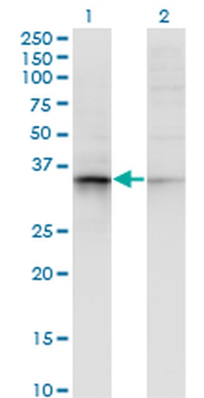 AKR7A2 Antibody in Western Blot (WB)