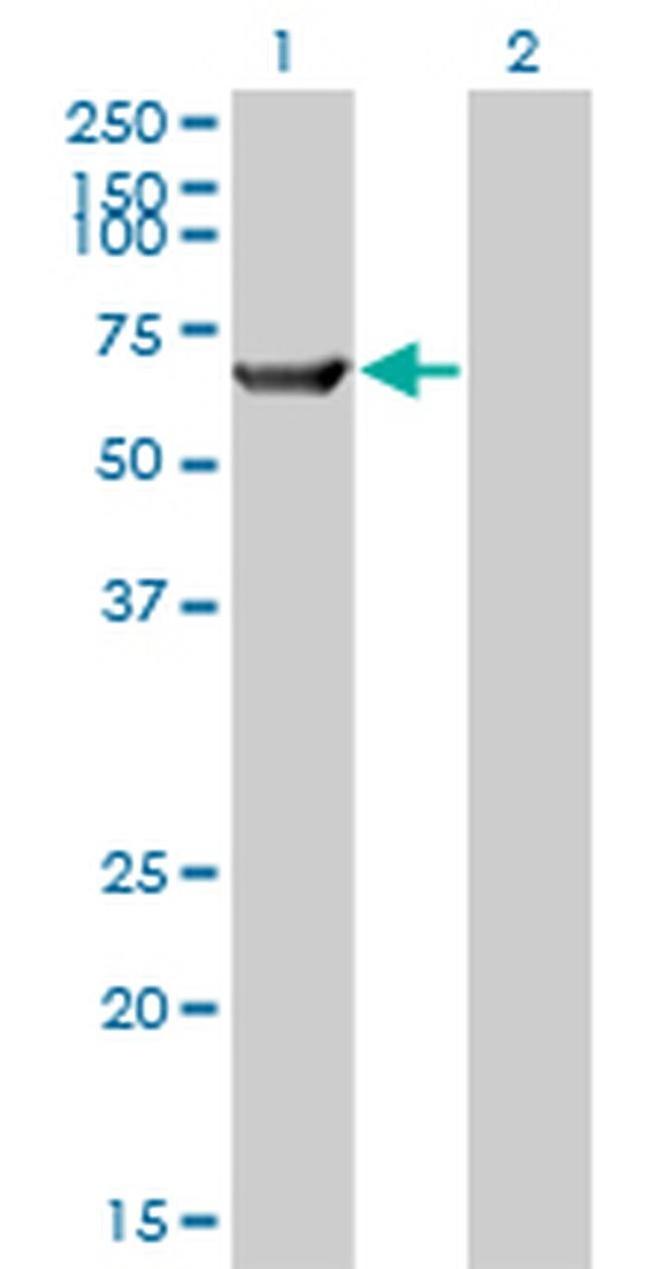 TRIM16 Antibody in Western Blot (WB)