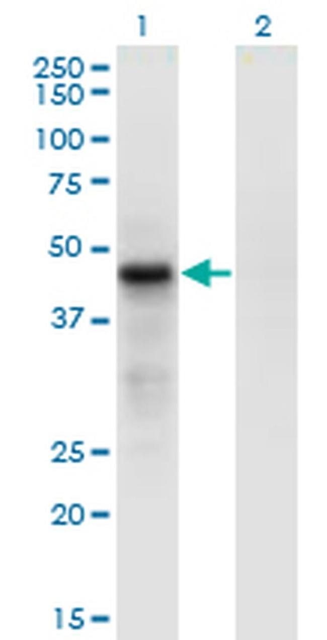 Cdc42EP4 Antibody in Western Blot (WB)