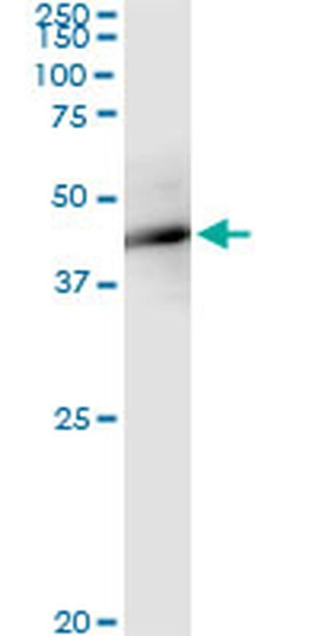 FBXO4 Antibody in Immunoprecipitation (IP)