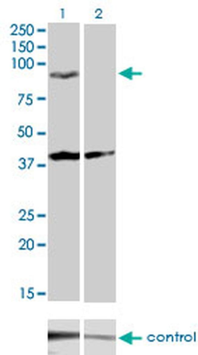 PCDHGA2 Antibody in Western Blot (WB)