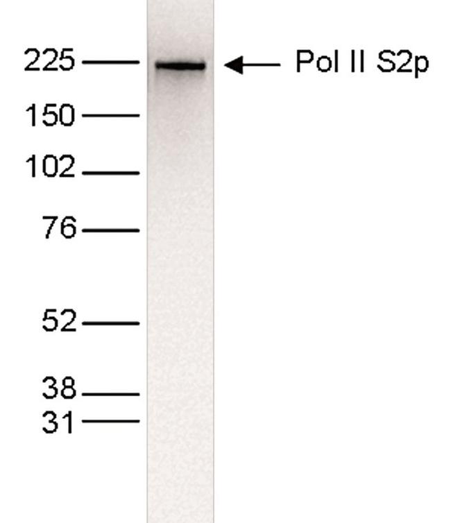 Phospho-RNA pol II CTD (Ser2) Antibody in Western Blot (WB)