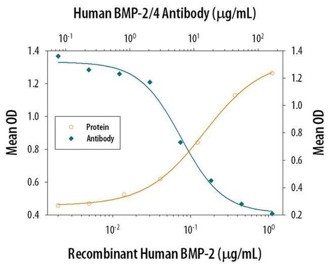 BMP-2 Antibody