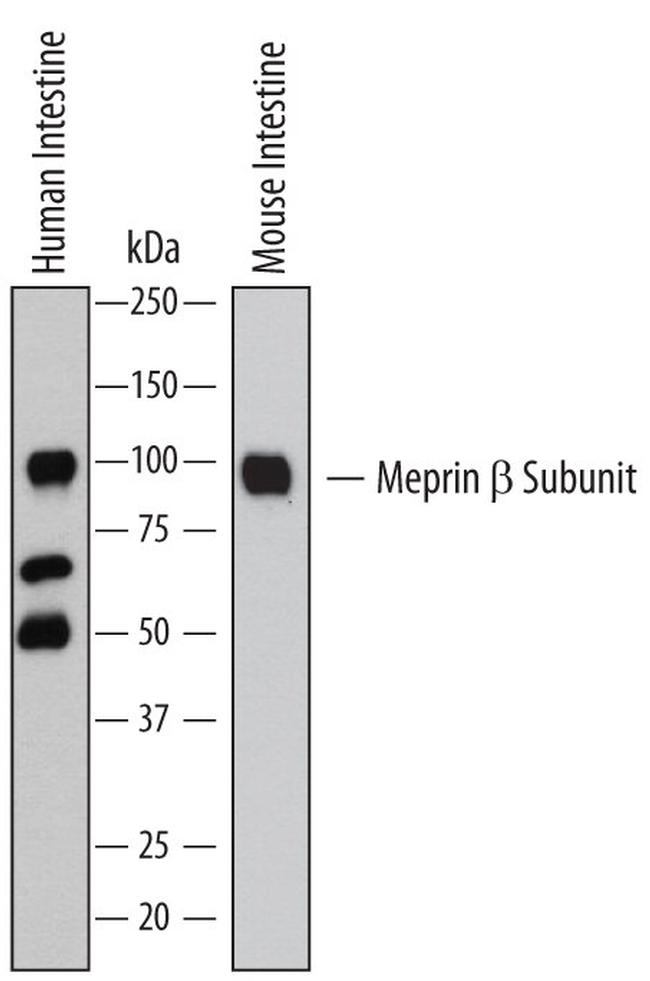 MEP1B Antibody in Western Blot (WB)