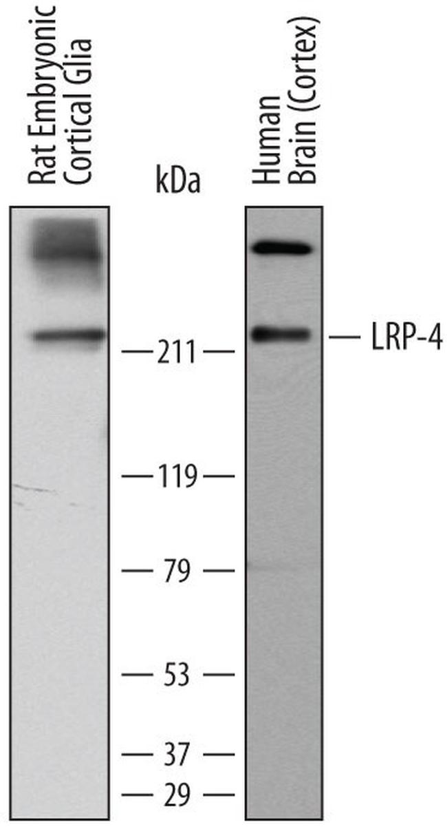 LRP4 Antibody in Western Blot (WB)