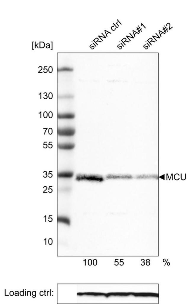 MCU Antibody in Western Blot (WB)