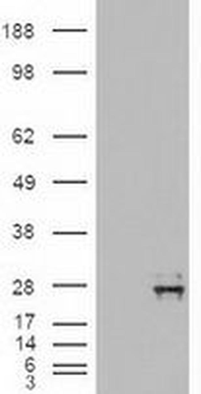 NTF4 Antibody in Western Blot (WB)