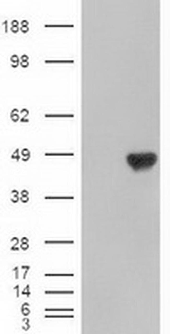 Carboxypeptidase A1 Antibody in Western Blot (WB)