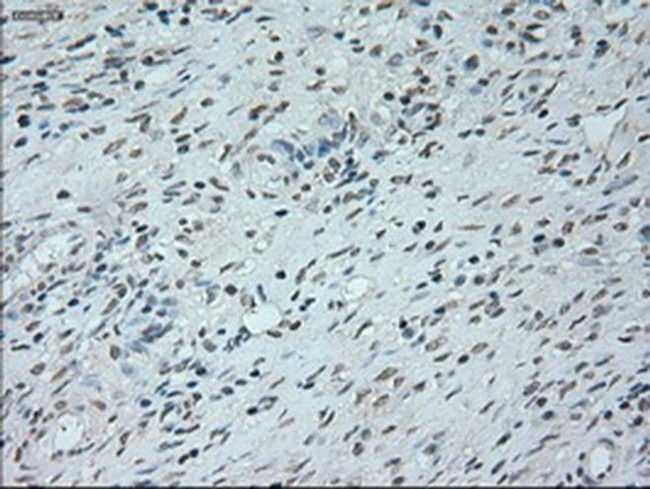 Neurogenin 1 Antibody in Immunohistochemistry (Paraffin) (IHC (P))