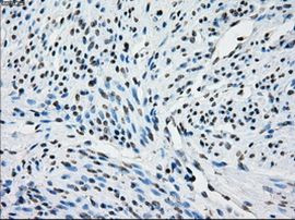 NAT8 Antibody in Immunohistochemistry (Paraffin) (IHC (P))