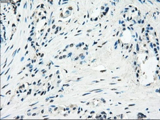 PDE10A Antibody in Immunohistochemistry (Paraffin) (IHC (P))