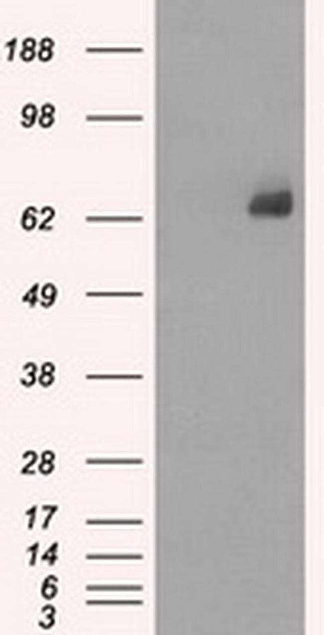 LTA4H Antibody in Western Blot (WB)
