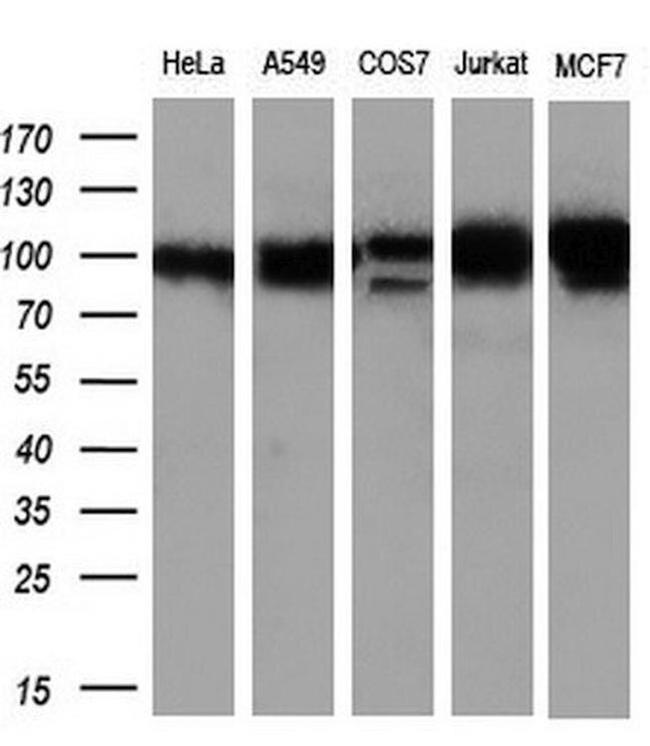 GRASP1 Antibody in Western Blot (WB)