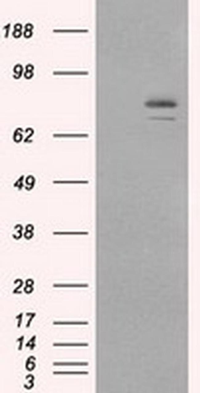 HSP90 alpha Antibody in Western Blot (WB)