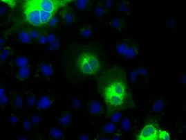 H-cadherin Antibody in Immunocytochemistry (ICC/IF)