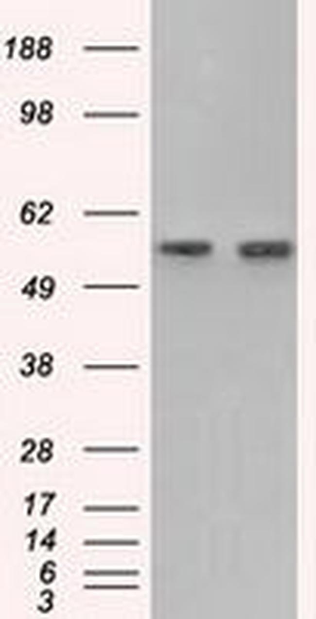 GPI Antibody in Western Blot (WB)