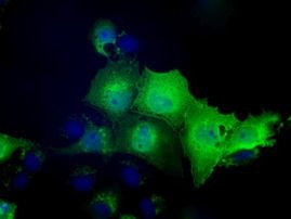 NXNL2 Antibody in Immunocytochemistry (ICC/IF)