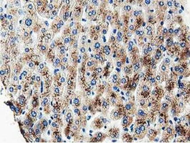 MOB4A Antibody in Immunohistochemistry (Paraffin) (IHC (P))