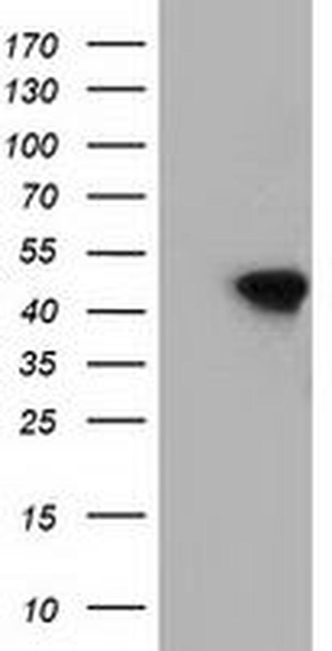 DNAJA2 Antibody in Western Blot (WB)