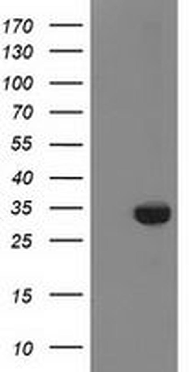 ZFAND2B Antibody in Western Blot (WB)