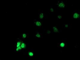 RbAp46 Antibody in Immunocytochemistry (ICC/IF)