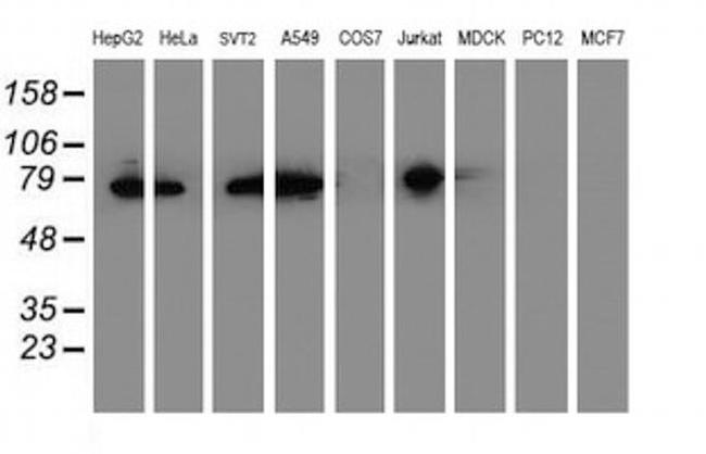 ERP72 Antibody in Western Blot (WB)