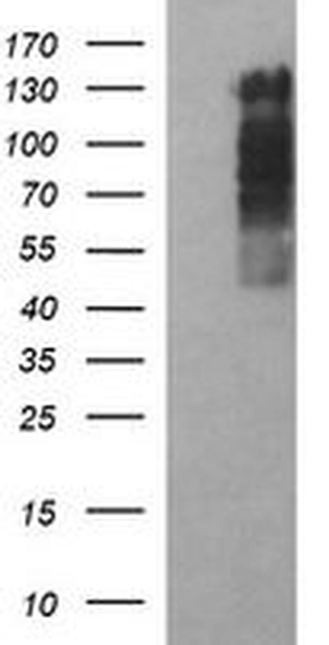 RAPGEF1 Antibody in Western Blot (WB)