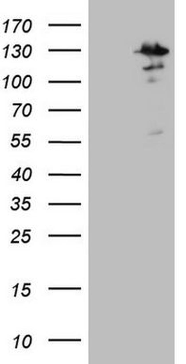 MTF1 Antibody in Western Blot (WB)