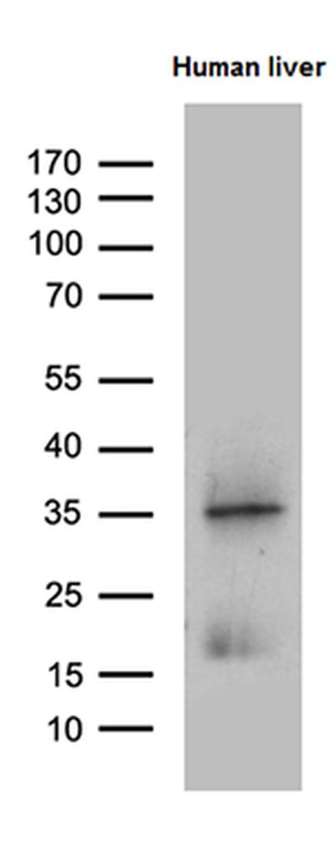PLAC8 Antibody in Western Blot (WB)