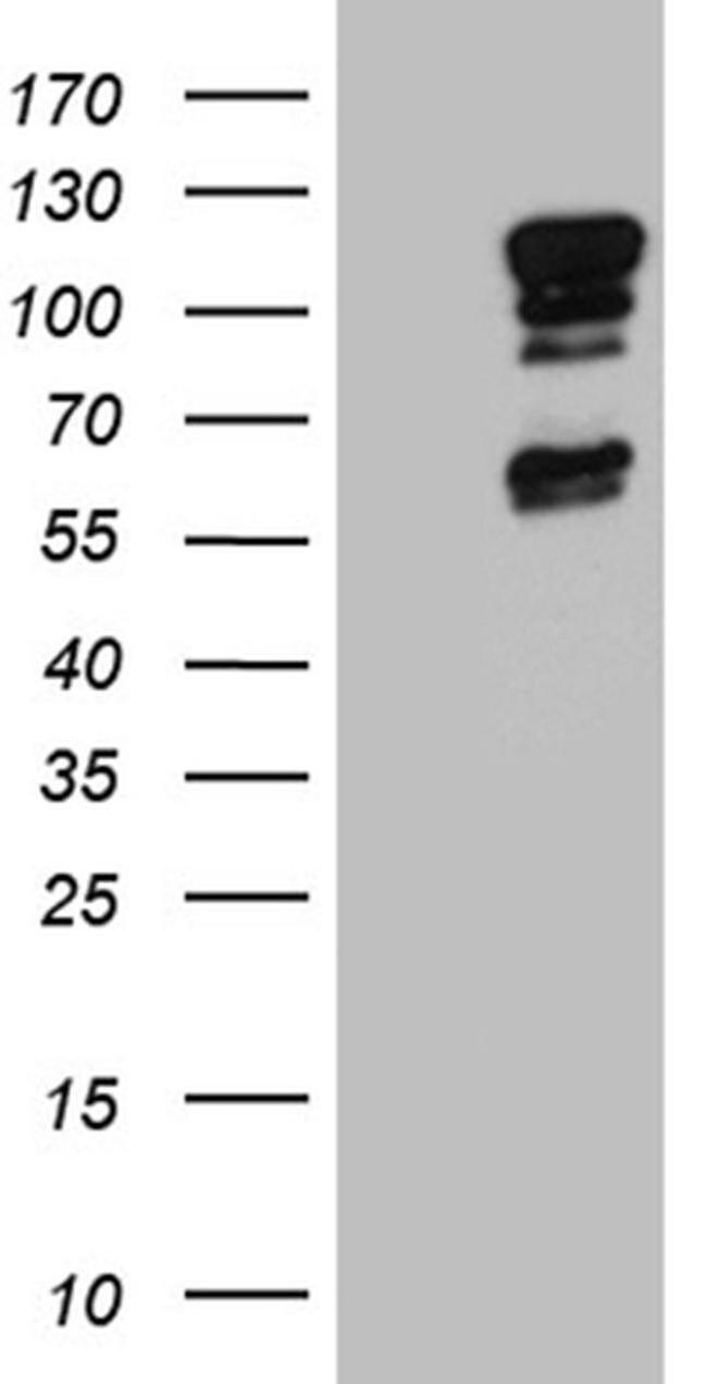 ELF1 Antibody in Western Blot (WB)