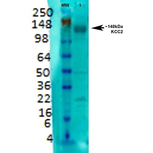KCC2 Antibody in Western Blot (WB)