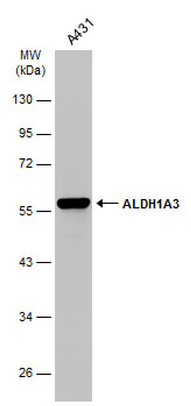 ALDH1A3 Antibody in Western Blot (WB)