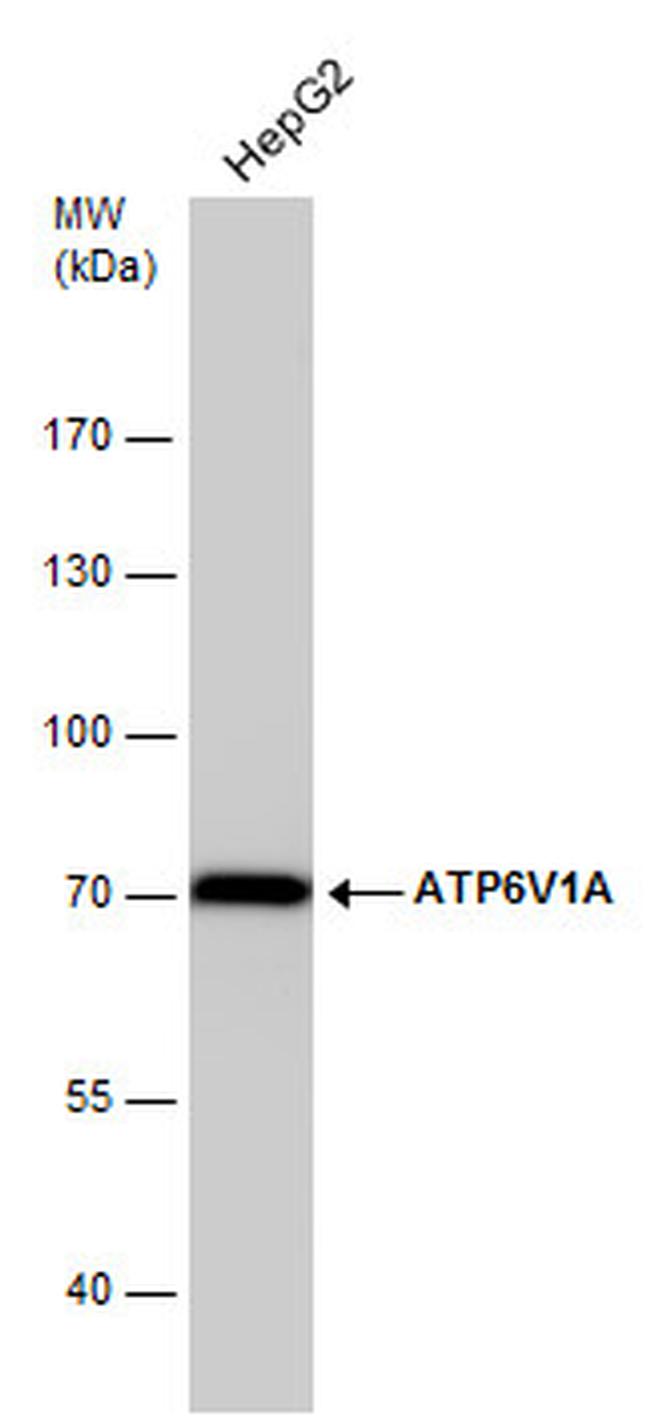 ATP6V1A Antibody in Western Blot (WB)