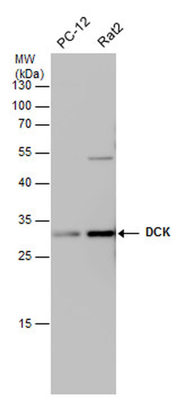 DCK Antibody in Western Blot (WB)