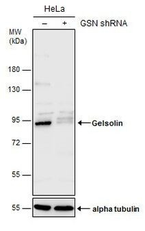 Gelsolin Antibody
