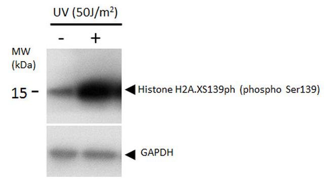 Phospho-Histone H2A.X (Ser139) Antibody in Western Blot (WB)