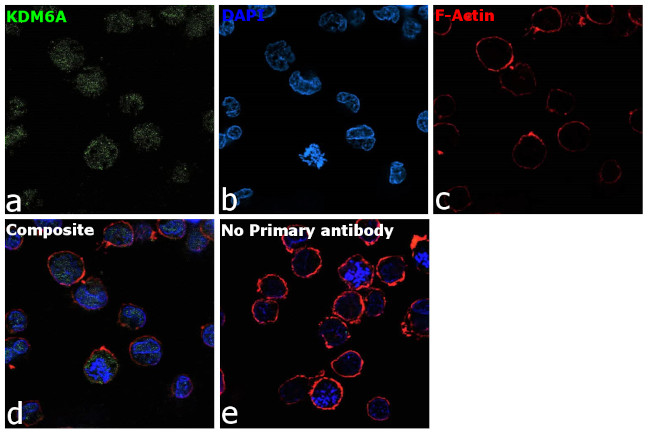 KDM6A Antibody in Immunocytochemistry (ICC/IF)