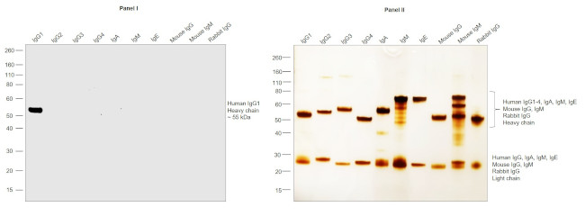 Human IgG1 Secondary Antibody
