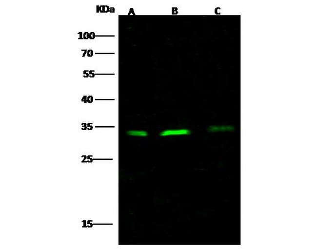 Bcl-xL Antibody in Western Blot (WB)