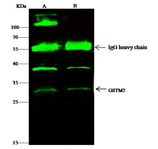 GSTM2 Antibody in Immunoprecipitation (IP)